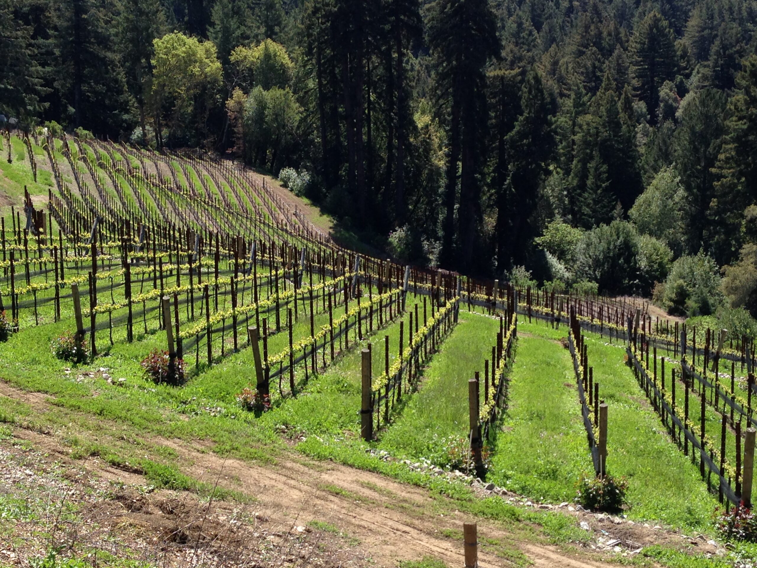 4-8-13_vineyard
