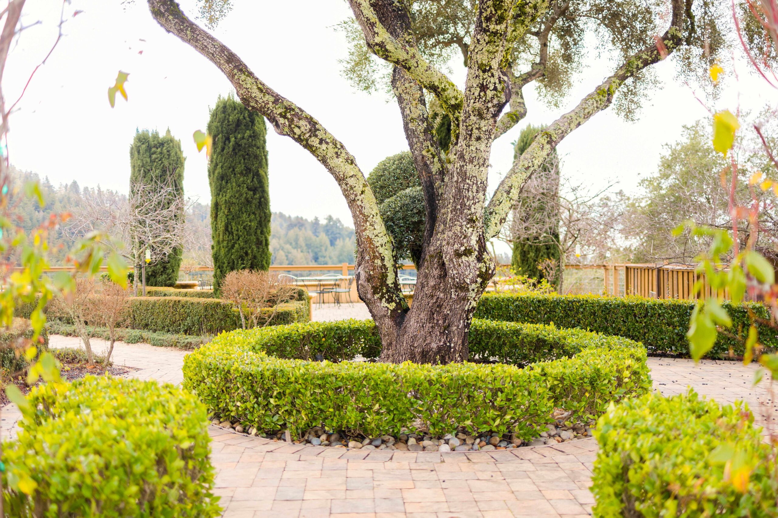 regale-chardonnay-circle-oak-tree