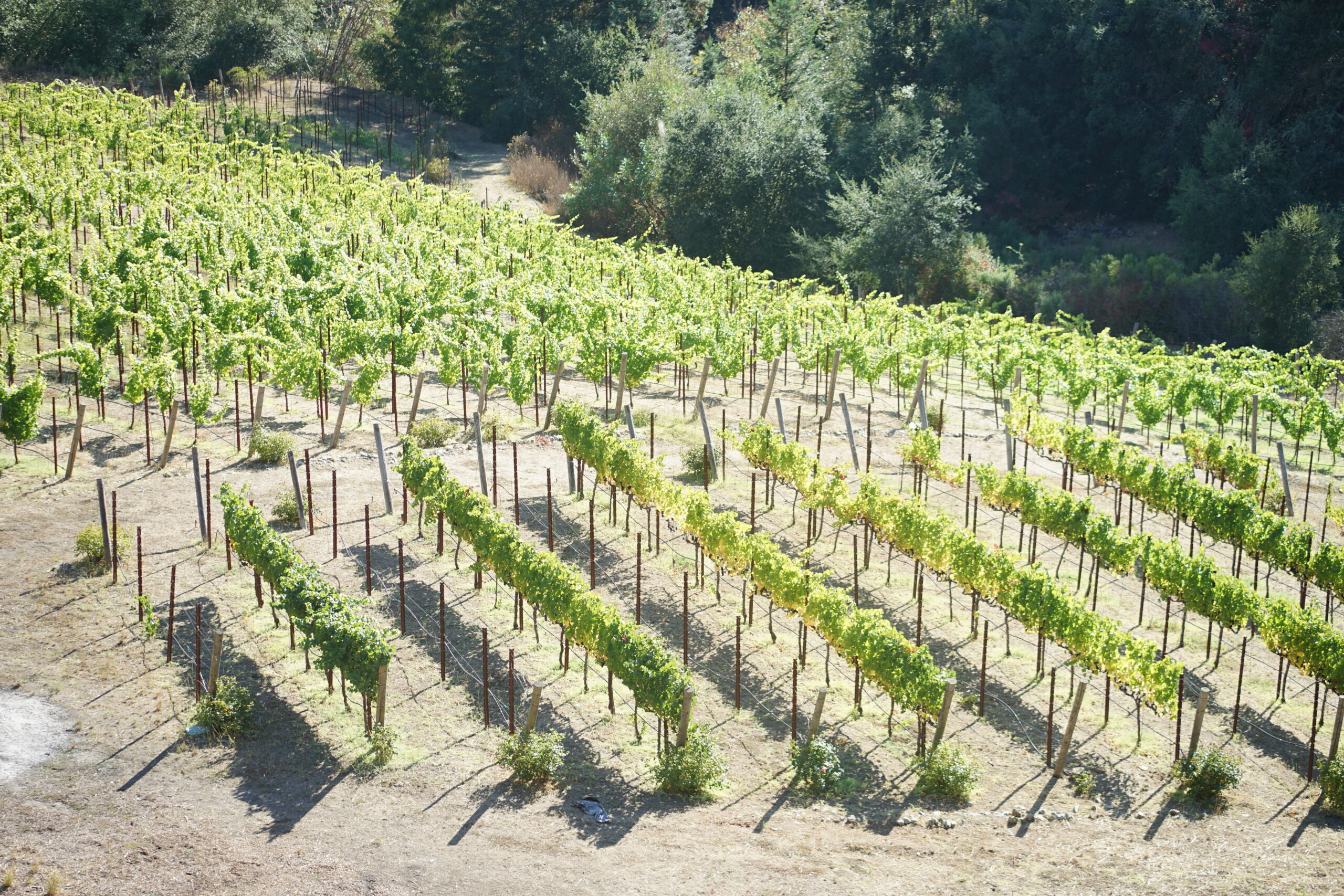 Regale-winery-vineyards